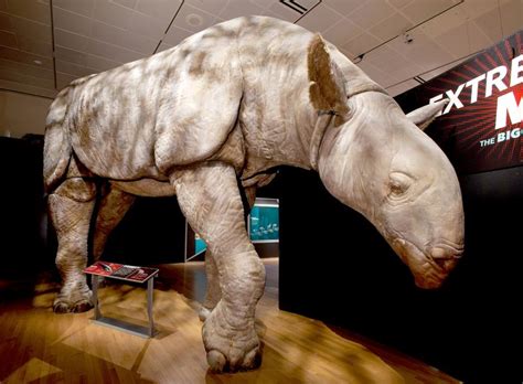 giant rhino fossils found.